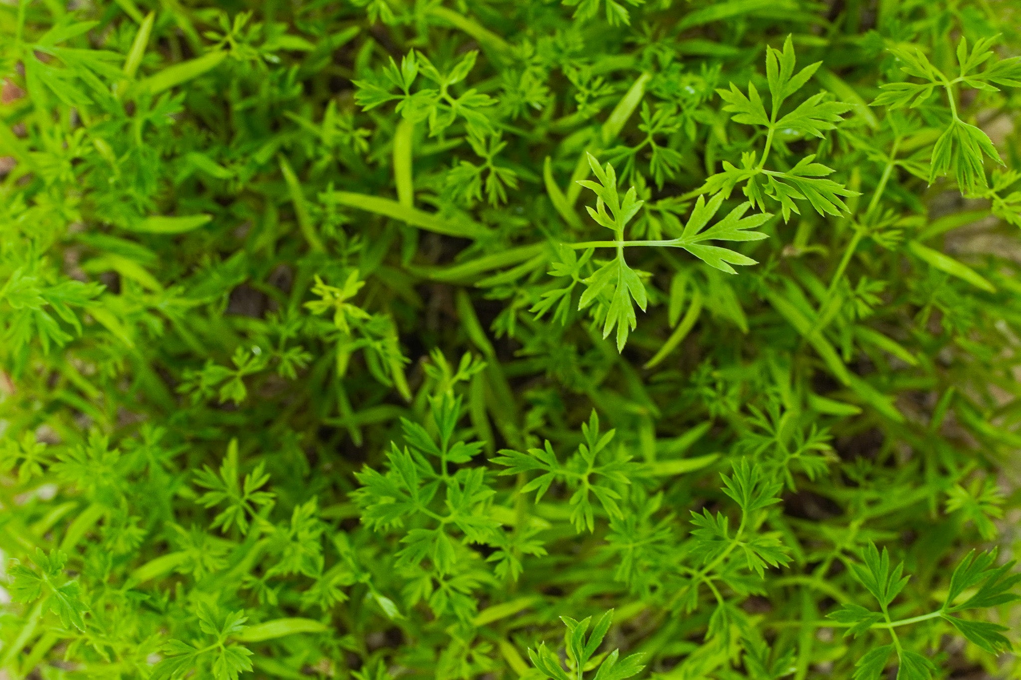 Selva Leaf - Sellerie
