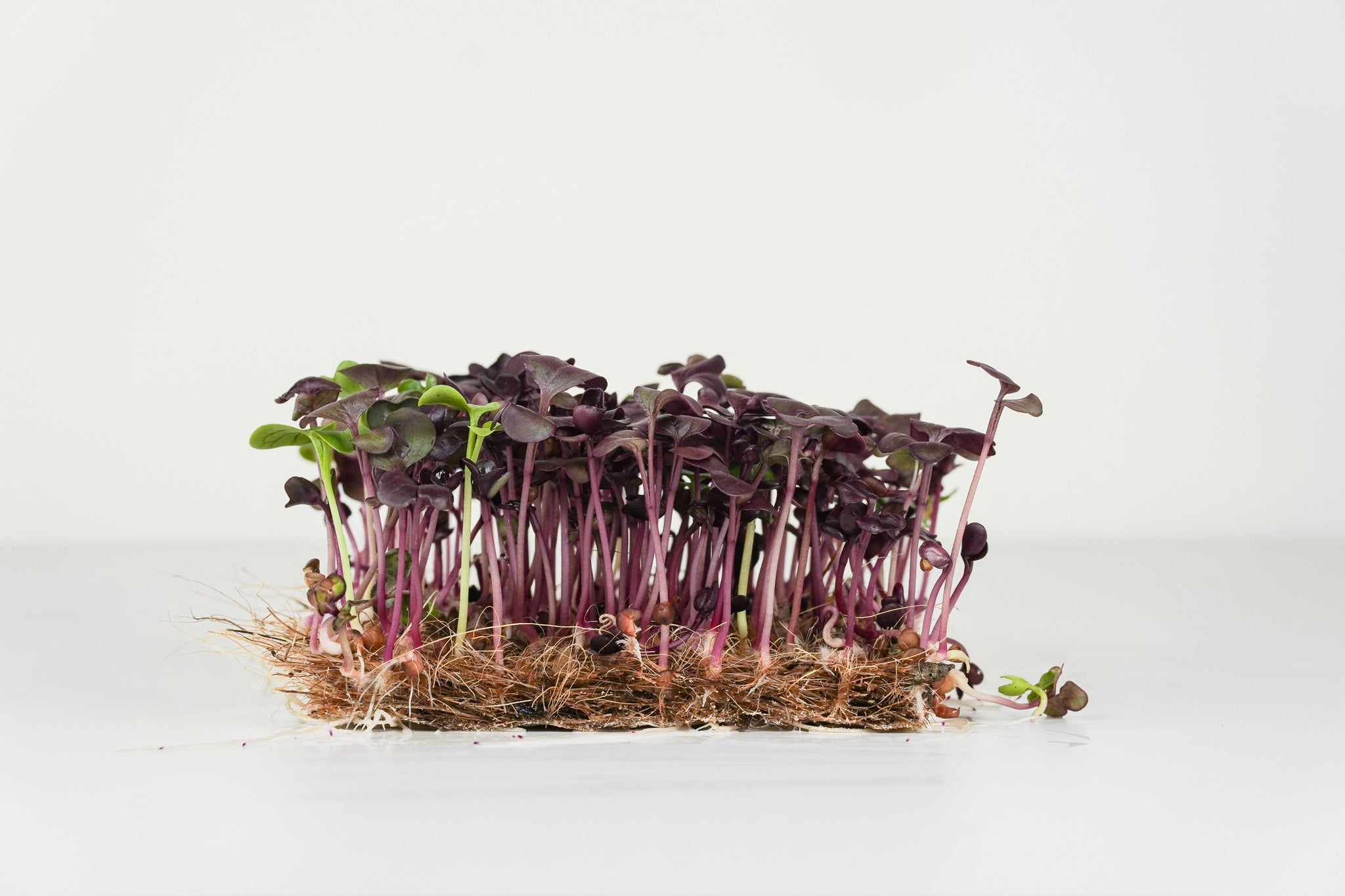 Viola - Radieschen