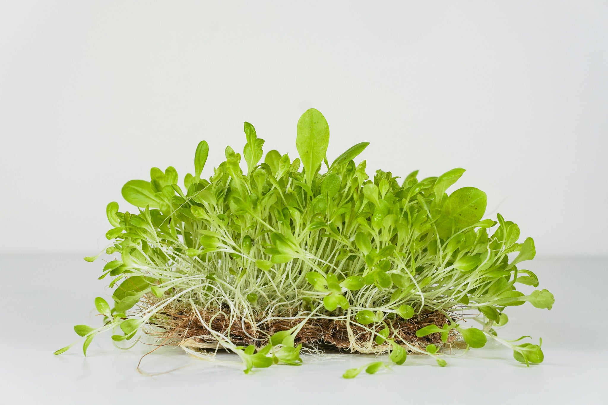 Milda Leaf - Salat