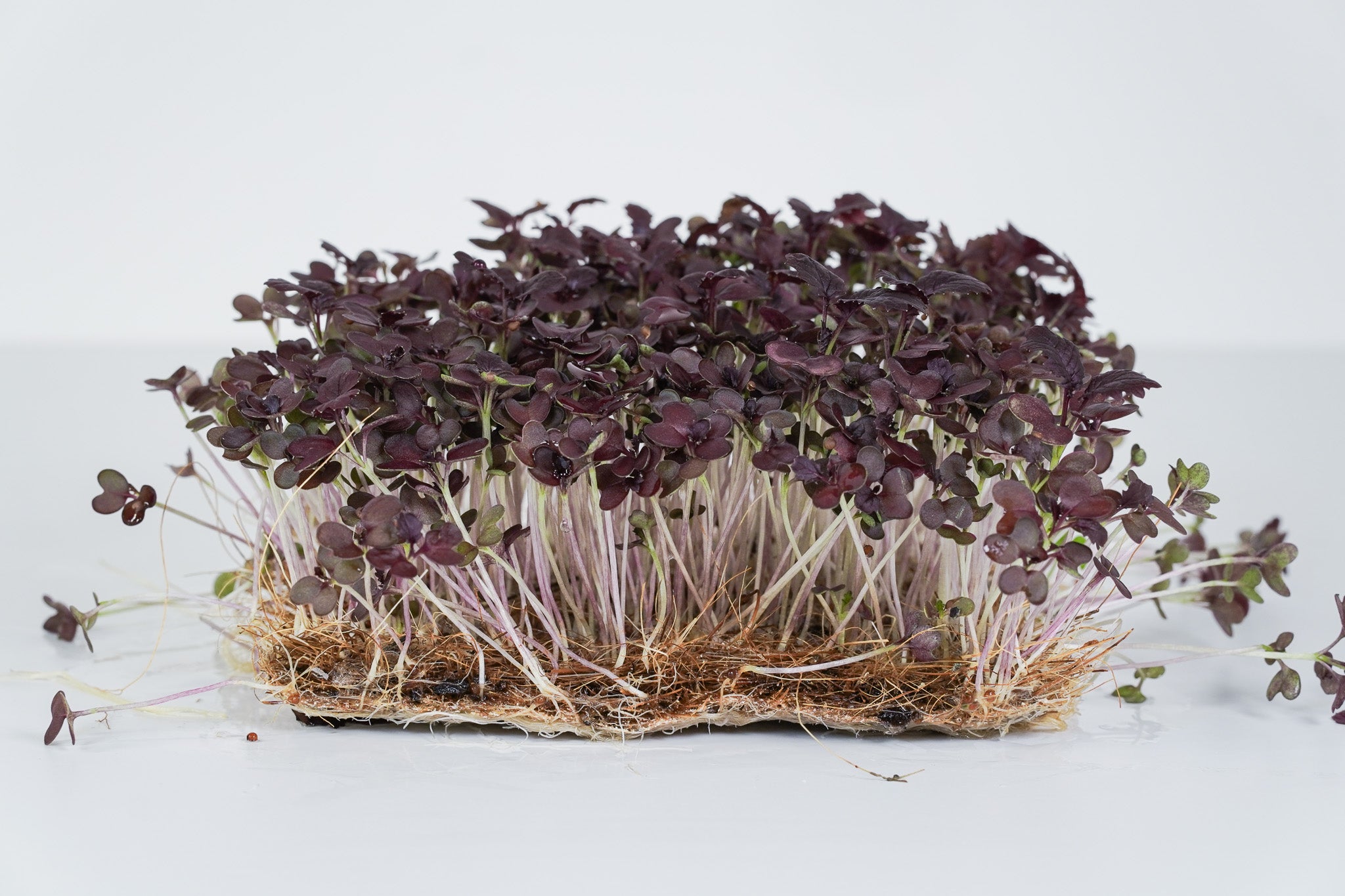 Ruba Leaf - Senf