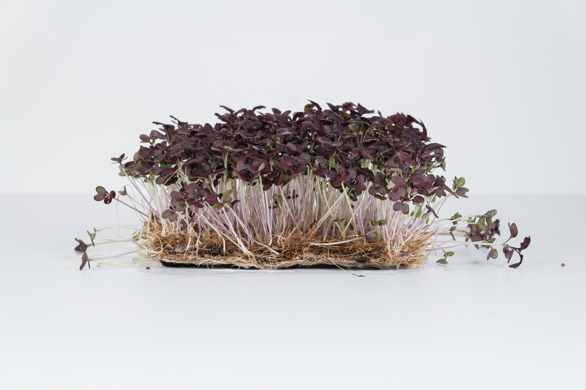 Ruba Leaf - Senf