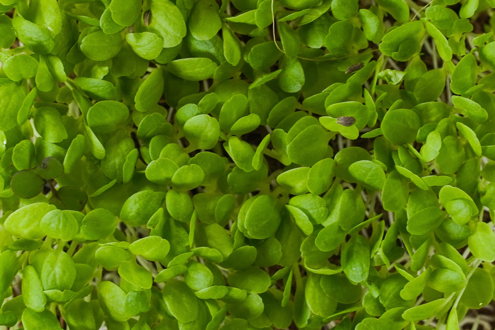 Milda - Salat