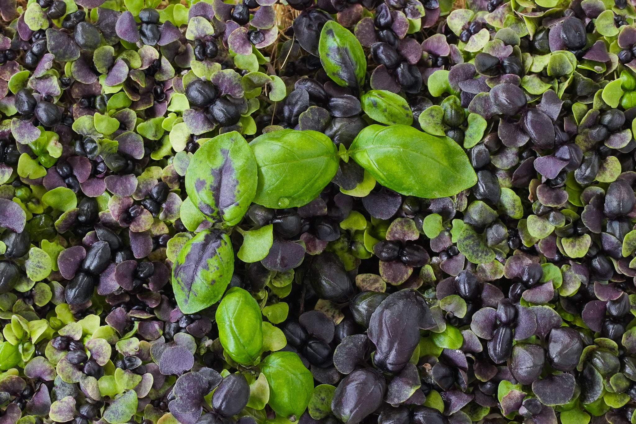Rubin Leaf - Basilikum