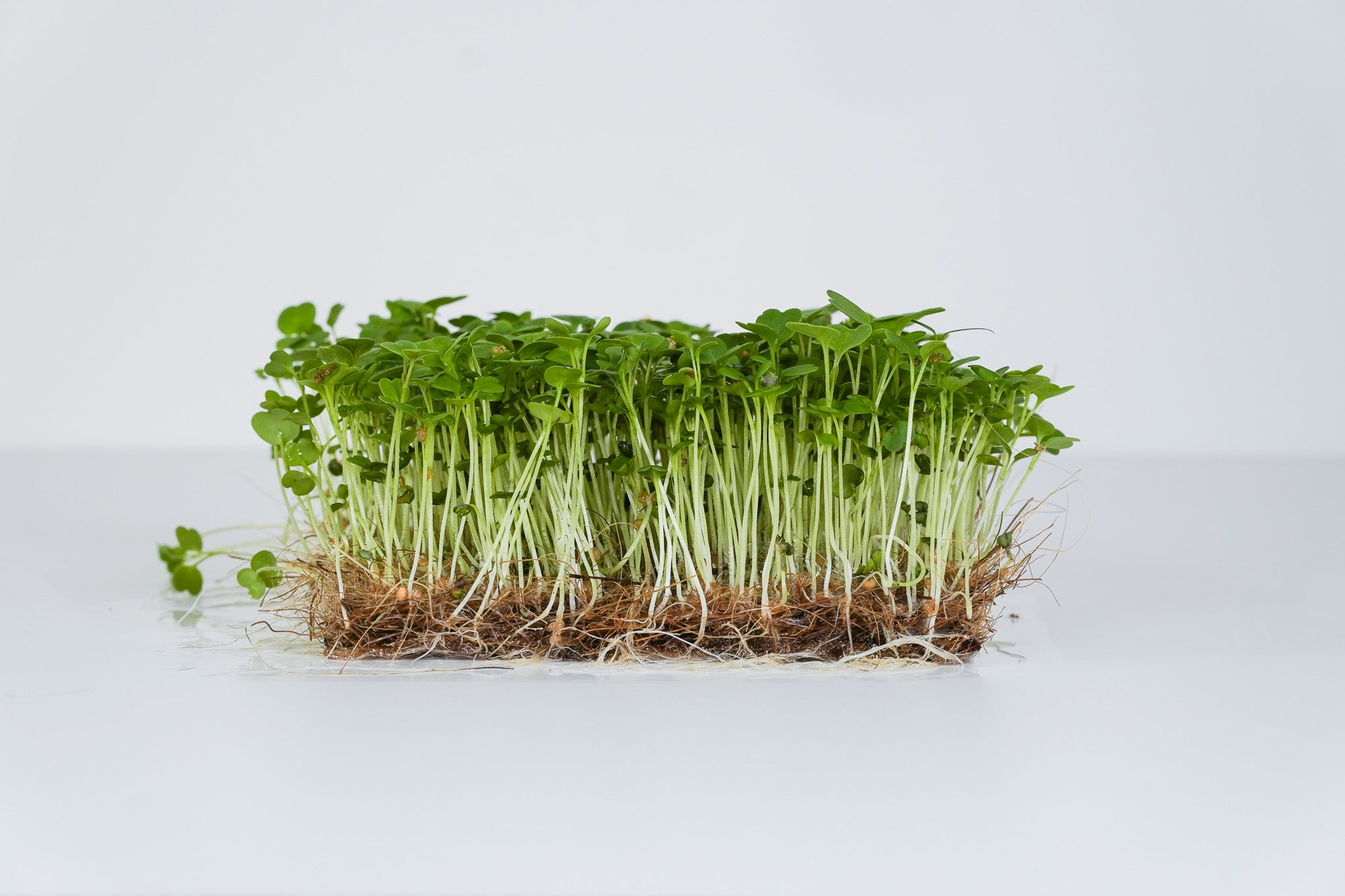 Roko - Rucola