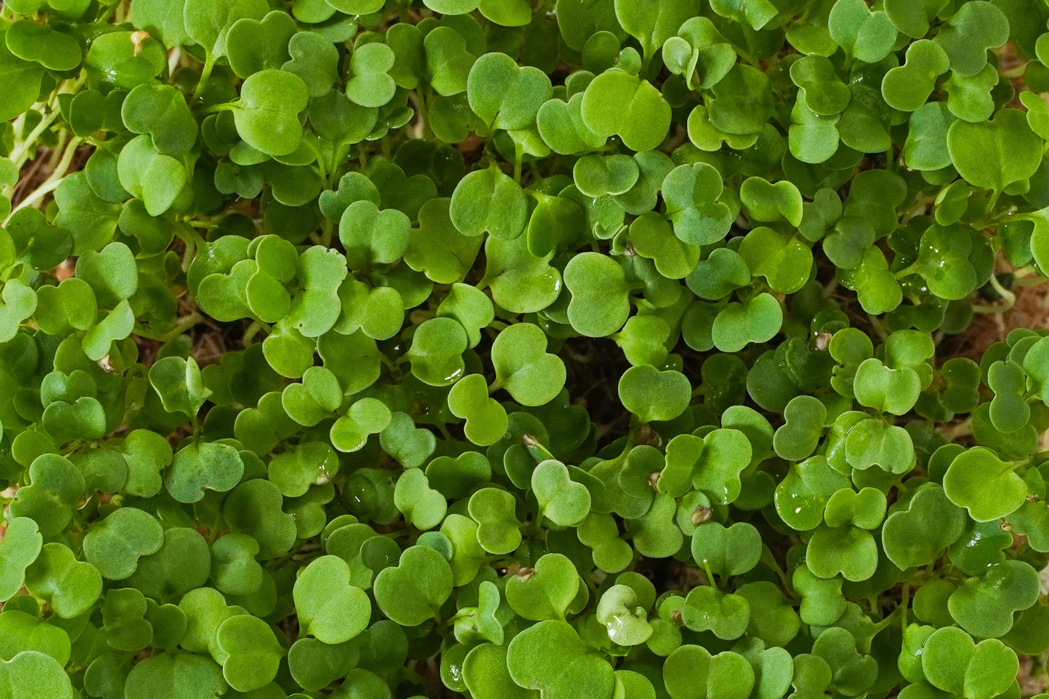 Roko - Rucola