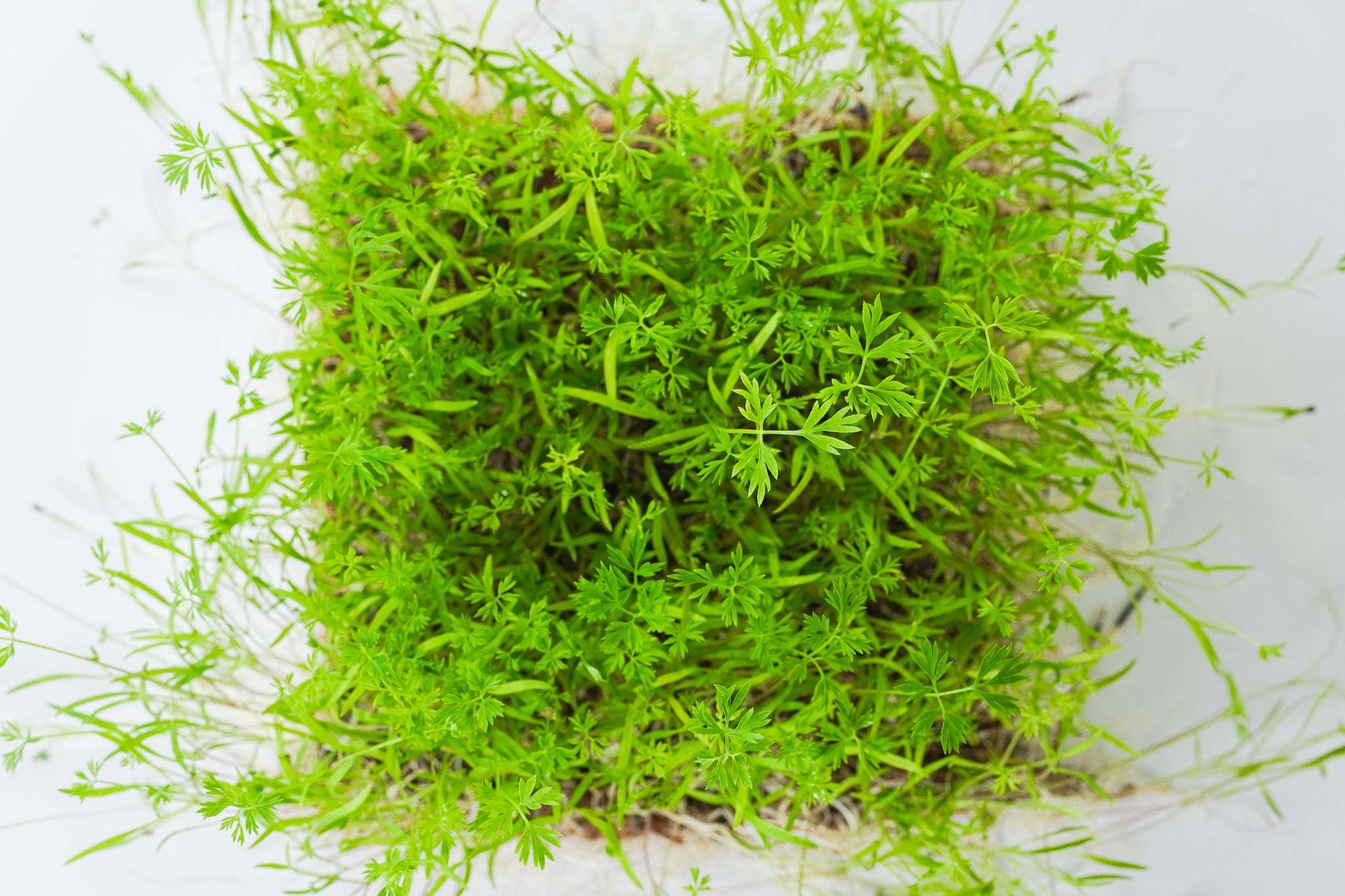 Selva Leaf - Sellerie