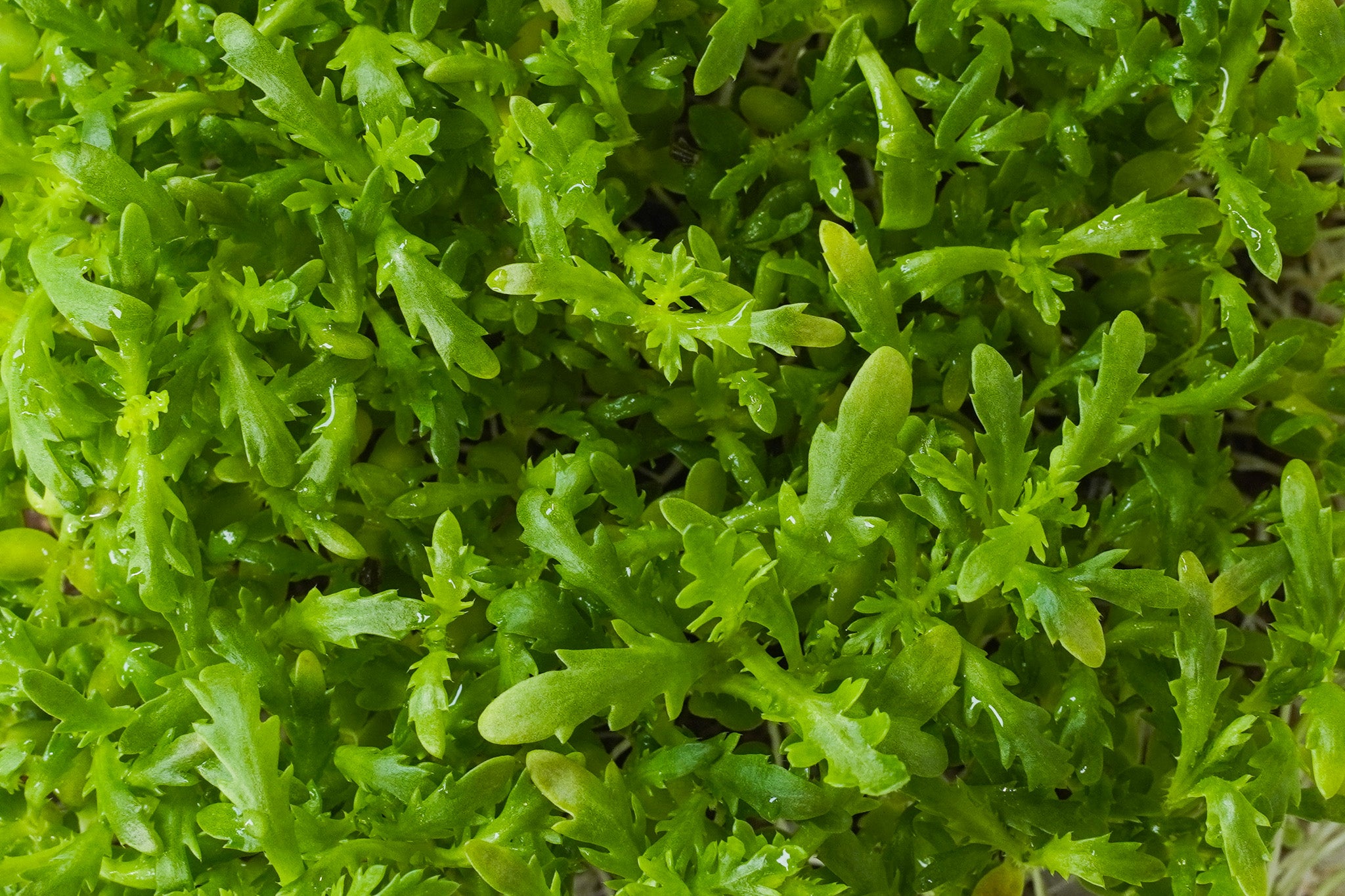 Suna Leaf - Shungiku