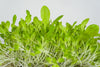 Milda Leaf - Salat