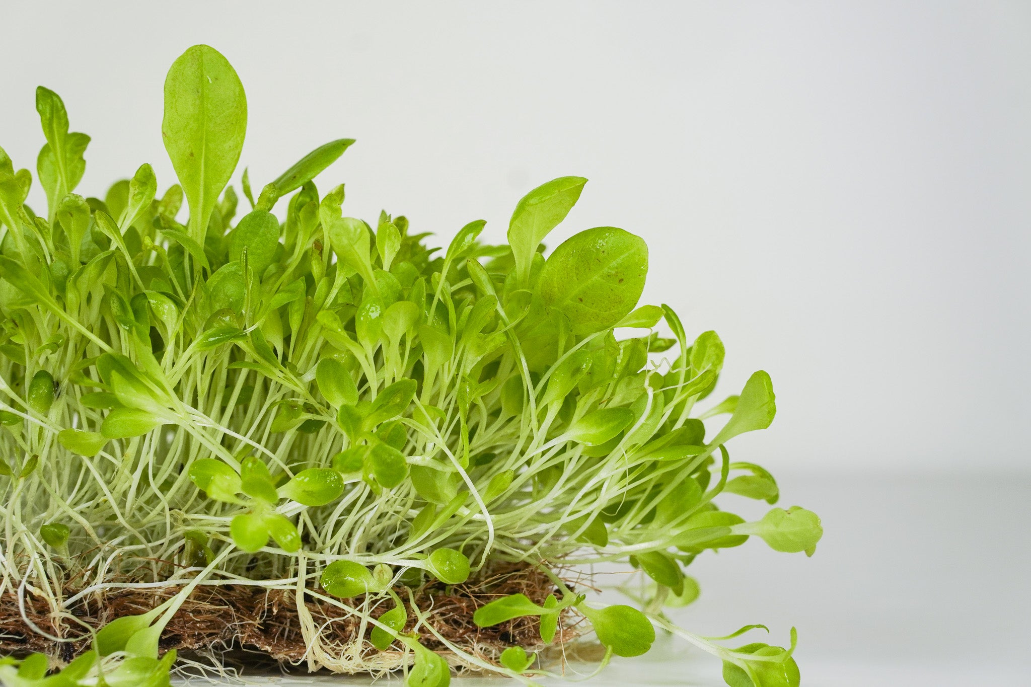Milda Leaf - Salat