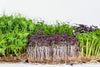 PowerPlants Mix