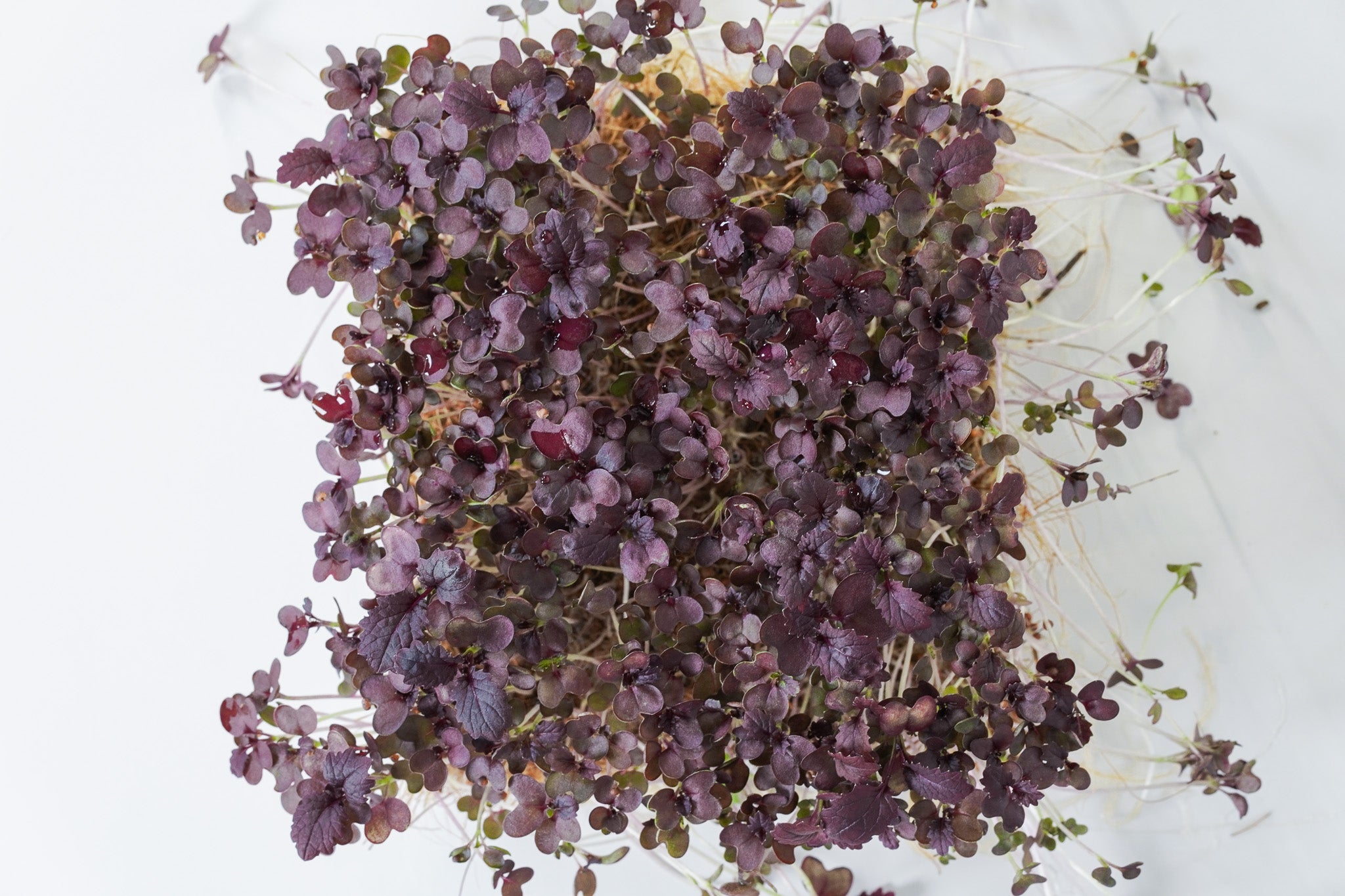Ruba Leaf - Senf