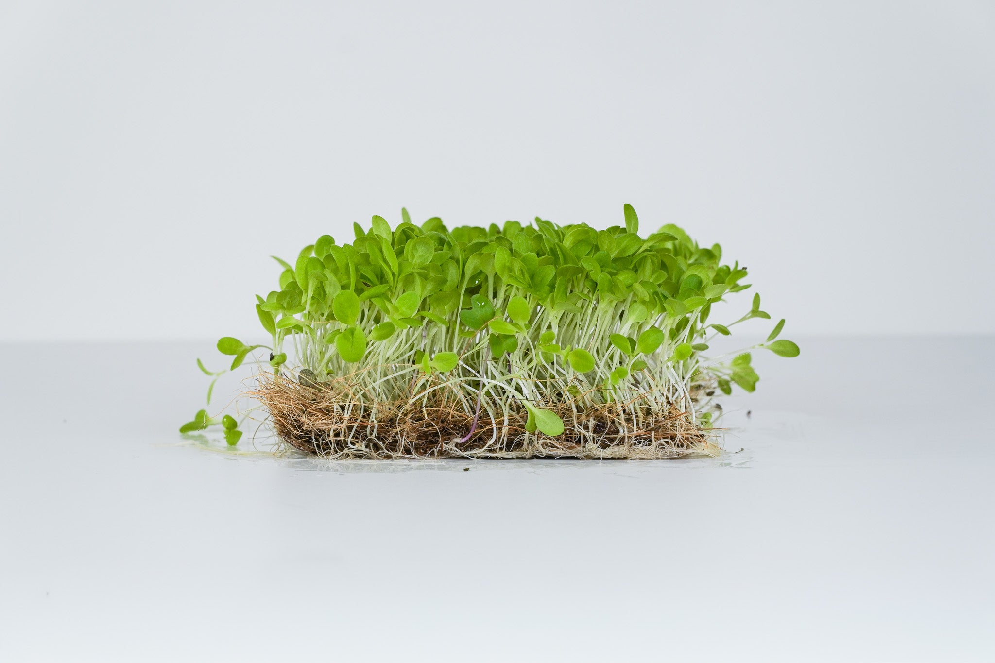 Milda - Salat