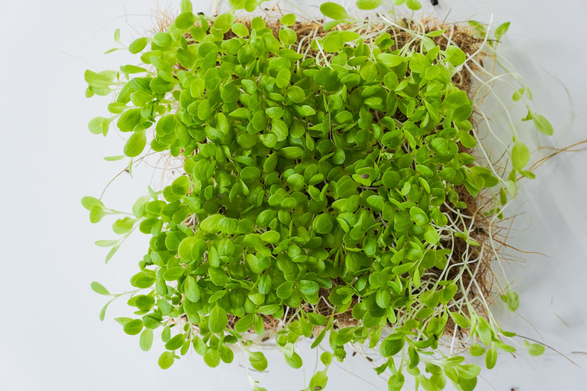 Milda - Salat