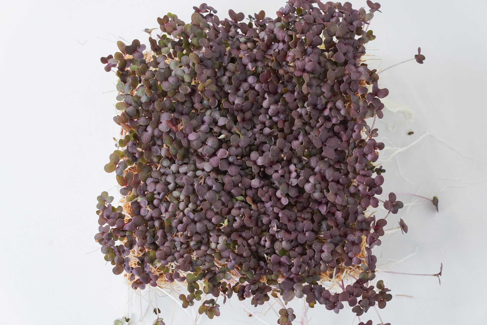Ruba - Senf