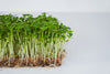 Roko - Rucola