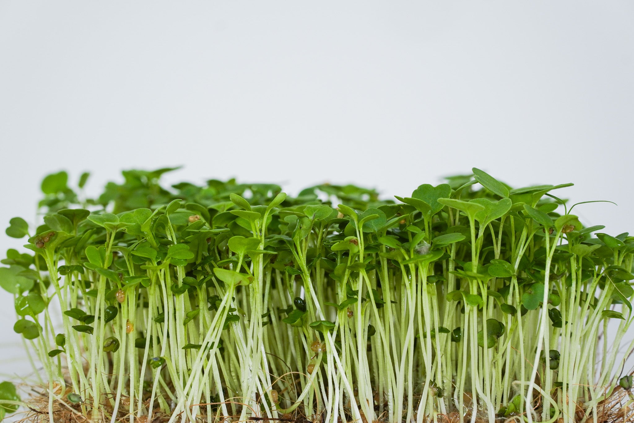 Roko - Rucola