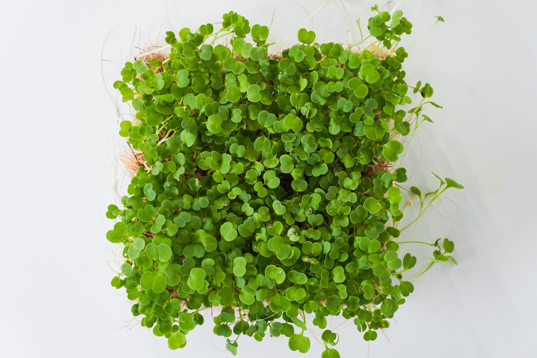 Roko - Rucola