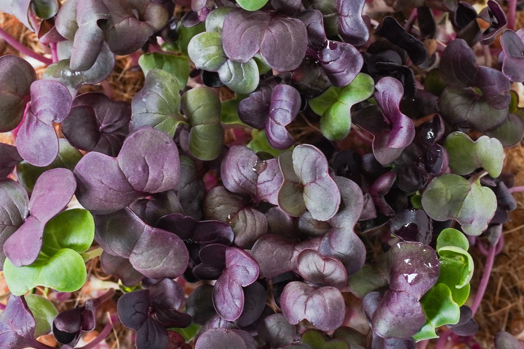 Viola - Radieschen