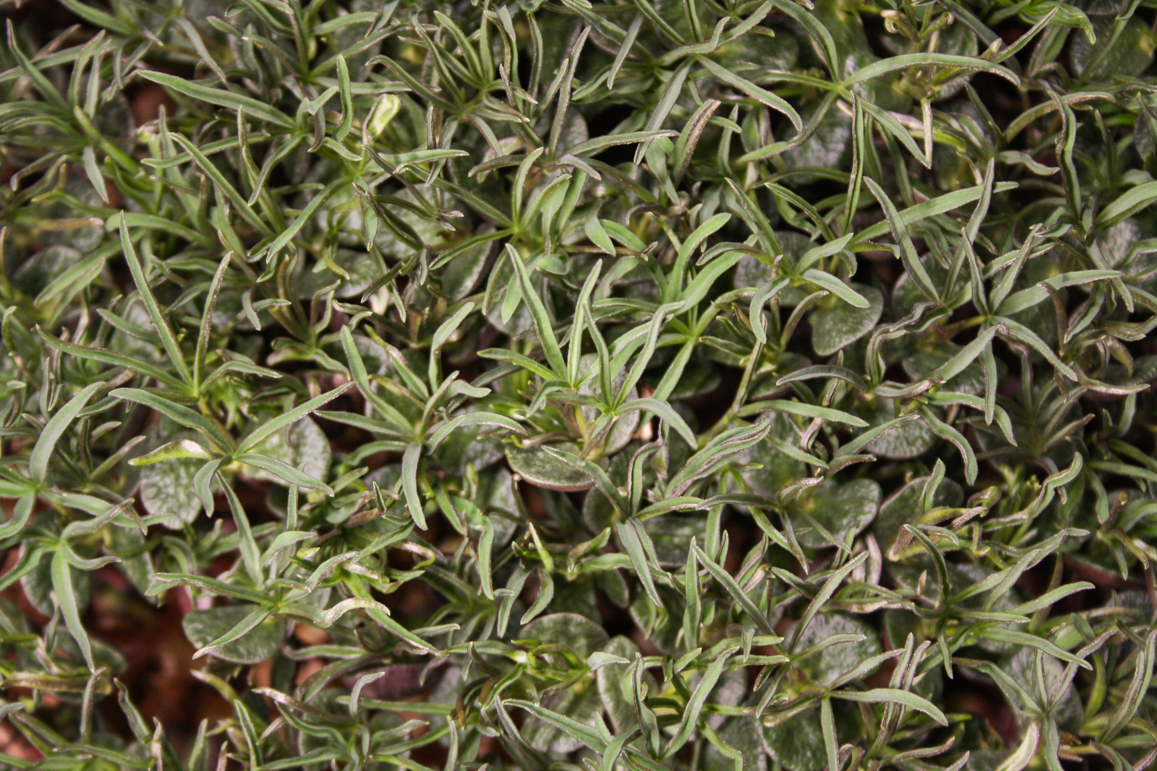 Palma - Lupine