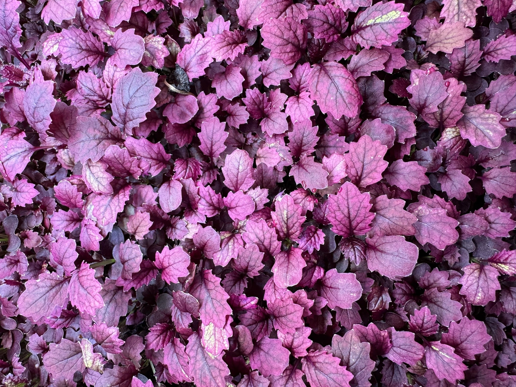 Ruba Leaf - Senf